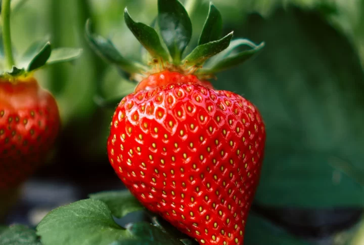 Quanto Tempo Demora para um Pé de Morango Dar Frutos?