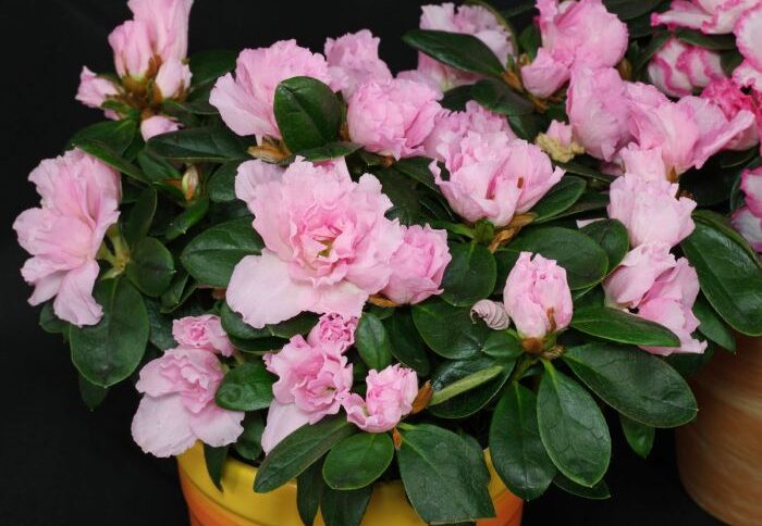 Como Fazer a Azaleia Florir: Guia Completo