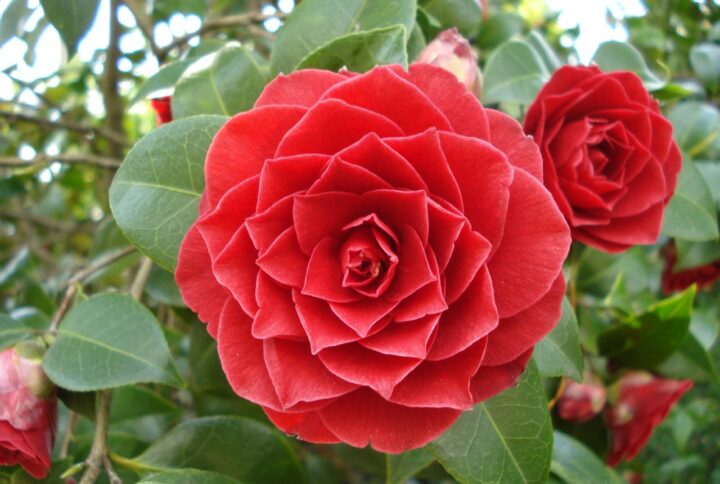 Como Fazer a Camélia Florir: Guia Completo