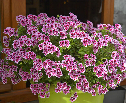 Como Fazer o Gerânio Florir: Guia Completo