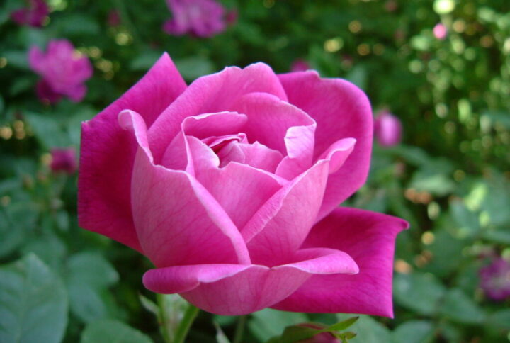 Como Fazer a Rosa Florir: Guia Completo e Detalhado