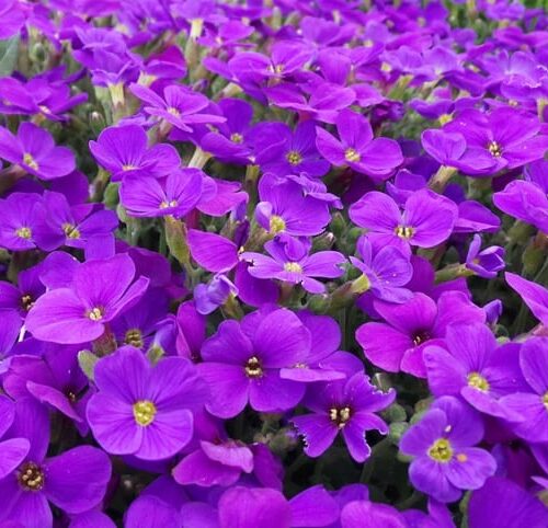 Como Fazer a Violeta Florir: Guia Completo